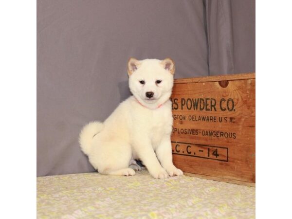 Shiba Inu-DOG-Male-Cream-23443-Petland Scottsdale, Arizona