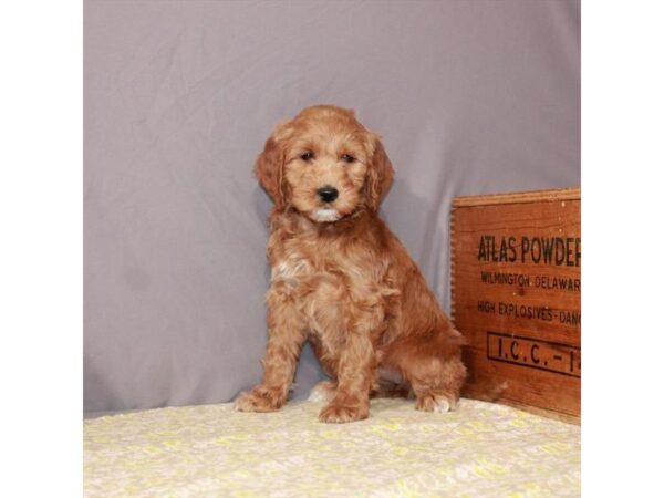 Golden Retriever/Poodle-DOG-Female-Dark Golden-23449-Petland Scottsdale, Arizona