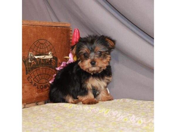 Yorkshire Terrier-DOG-Female-Black / Tan-23447-Petland Scottsdale, Arizona