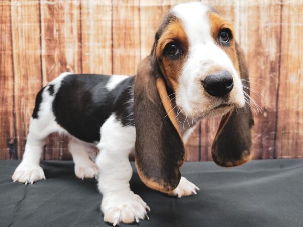 Basset Hound-DOG-Male-Black White / Tan-23383-Petland Scottsdale, Arizona