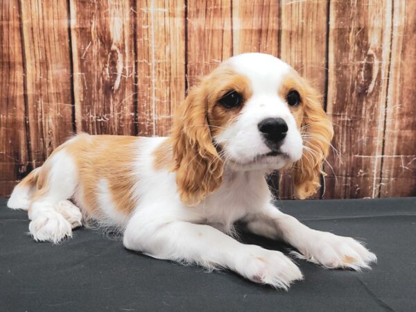 Cavalier King Charles Spaniel-DOG-Male-Blenheim / White-23342-Petland Scottsdale, Arizona