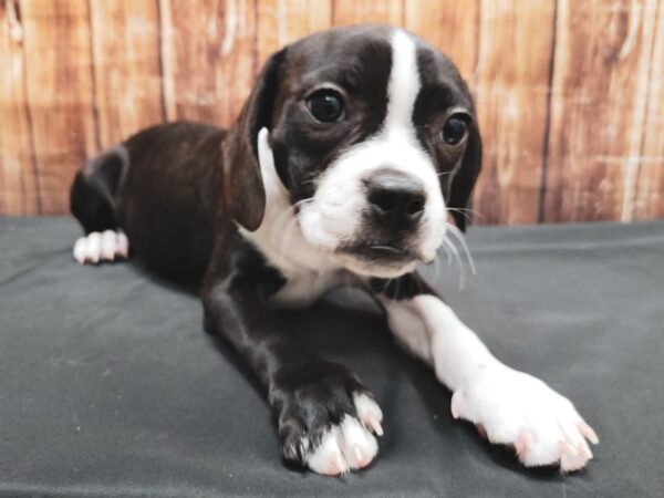 Beagle/Boston Terrier-DOG-Female-Brindle and White-23361-Petland Scottsdale, Arizona