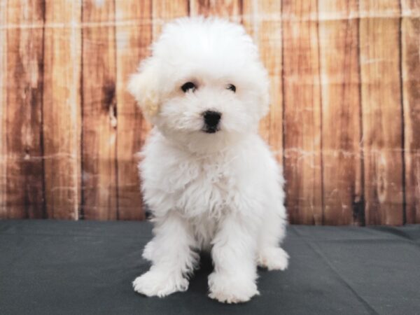 Maltese/Poodle-DOG-Male-White / Cream-23370-Petland Scottsdale, Arizona