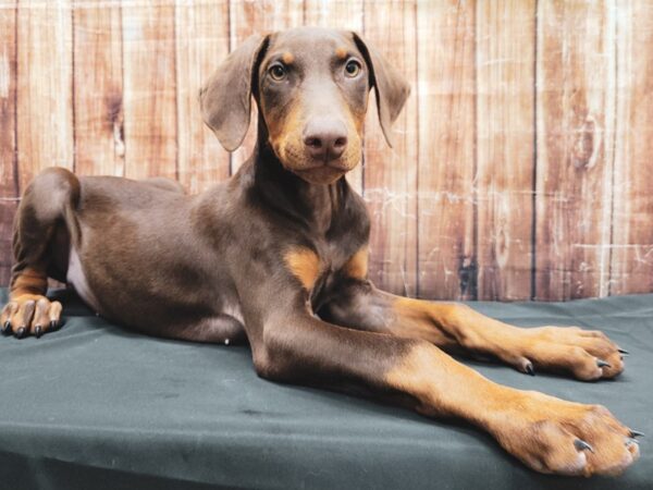 Doberman Pinscher-DOG-Female-Red and Rust-23354-Petland Scottsdale, Arizona