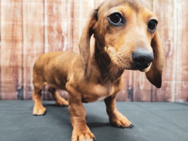 Dachshund-DOG-Female-Red-23267-Petland Scottsdale, Arizona
