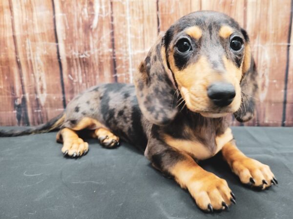 Dachshund-DOG-Female-Black / Tan-23362-Petland Scottsdale, Arizona
