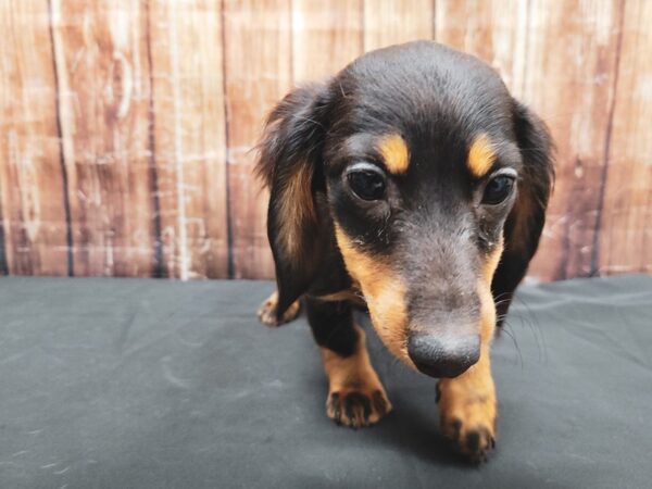 Dachshund-DOG-Female-Black and Tan-23326-Petland Scottsdale, Arizona