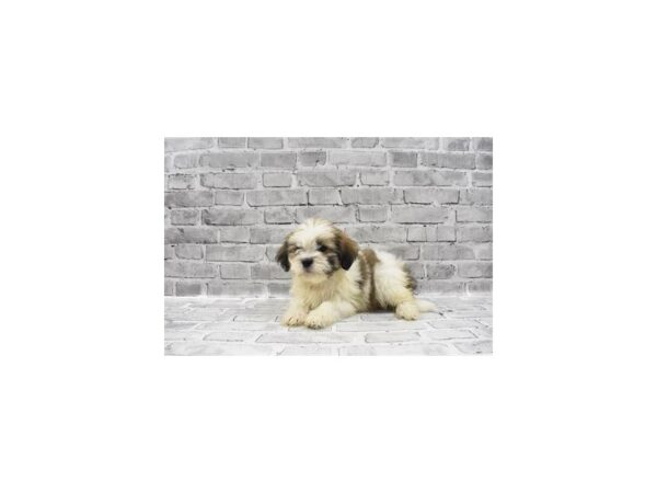 Lhasa Apso-DOG-Female-Golden-23455-Petland Scottsdale, Arizona