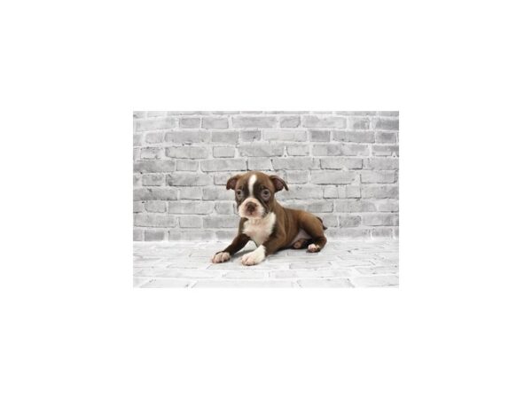 Boston Terrier-DOG-Female-Seal and White-23453-Petland Scottsdale, Arizona