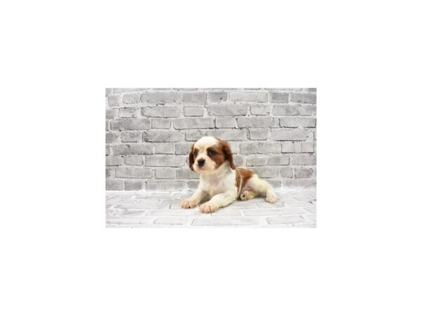 Cavalier King Charles Spaniel-DOG-Male-Red and White-23454-Petland Scottsdale, Arizona