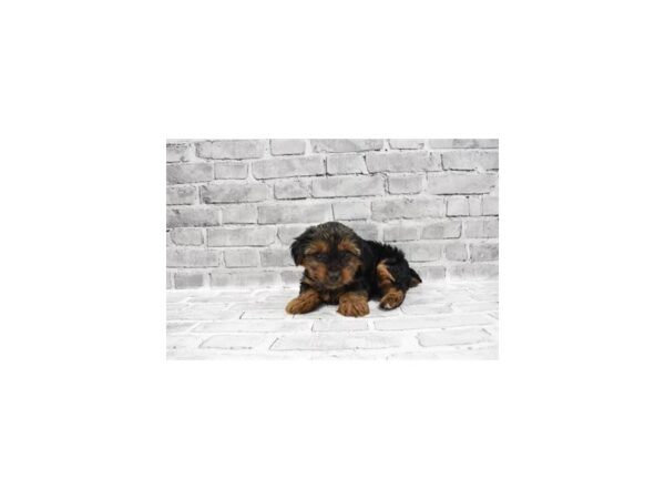 Yorkshire Terrier-DOG-Male-Black and Tan-23457-Petland Scottsdale, Arizona