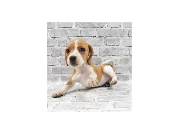 Beagle-DOG-Female-Lemon and White-23452-Petland Scottsdale, Arizona