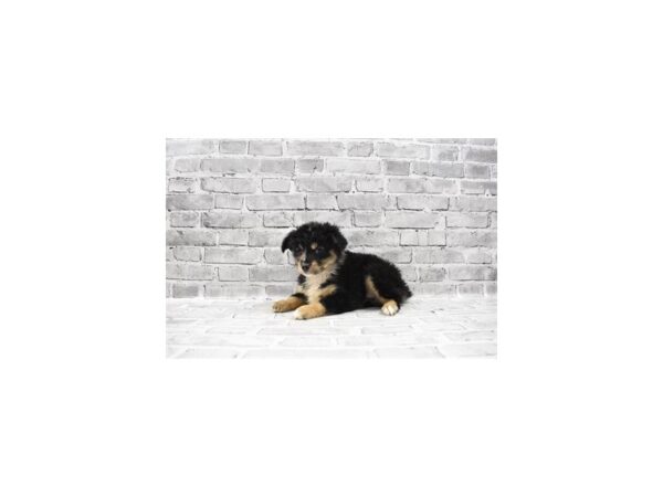 Miniature Australian Shepherd-DOG-Male-Blue Merle White and Tan-23458-Petland Scottsdale, Arizona