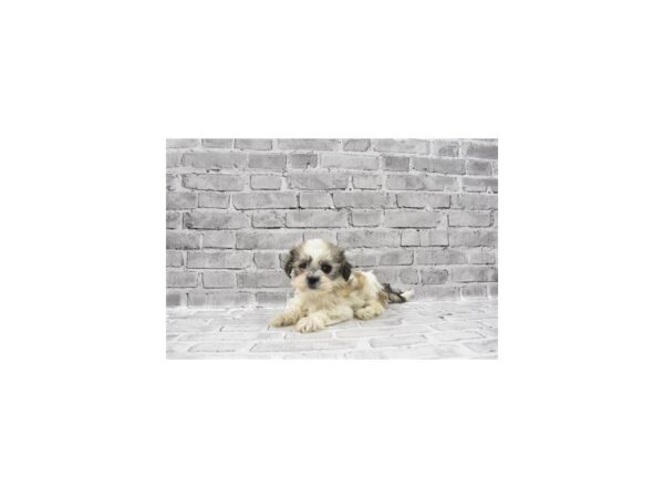 Bichon Frise/Shih Tzu-DOG-Female-Gold and White-23459-Petland Scottsdale, Arizona