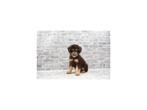 F2 Aussiedoodle-DOG-Male-Chocolate and Tan-23460-Petland Scottsdale, Arizona