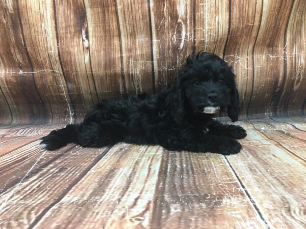 Cavalier King Charles Spaniel/Poodle-DOG-Female-Black-23451-Petland Scottsdale, Arizona