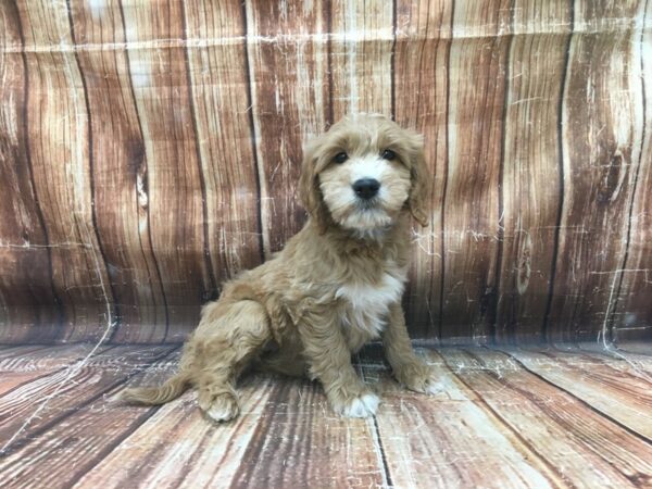Golden Retriever/Poodle-DOG-Male-Dark Golden-23450-Petland Scottsdale, Arizona