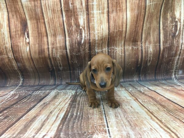 Dachshund-DOG-Male-Red-23448-Petland Scottsdale, Arizona