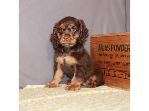 Cocker Spaniel-DOG-Female-Chocolate / Tan-23465-Petland Scottsdale, Arizona