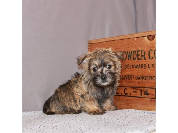 Cairn Terrier-DOG-Male-Wheaten-23463-Petland Scottsdale, Arizona
