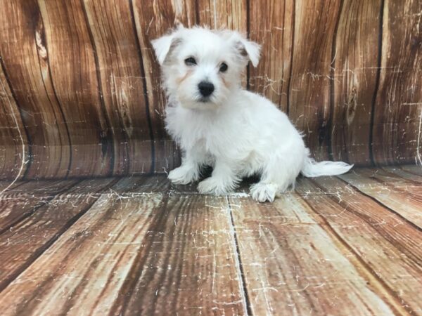 West Highland White Terrier-DOG-Male-White-23445-Petland Scottsdale, Arizona