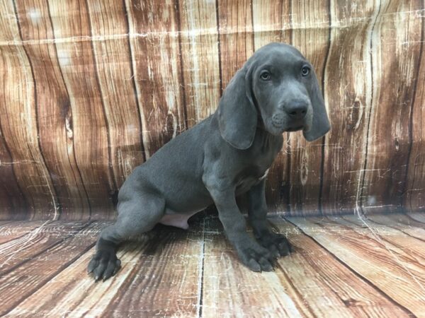 Weimaraner-DOG-Male-Blue-23444-Petland Scottsdale, Arizona