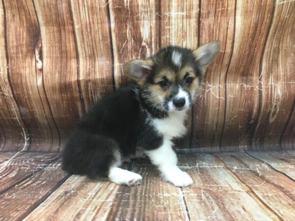 Pembroke Welsh Corgi-DOG-Male-Black / Tan-23442-Petland Scottsdale, Arizona