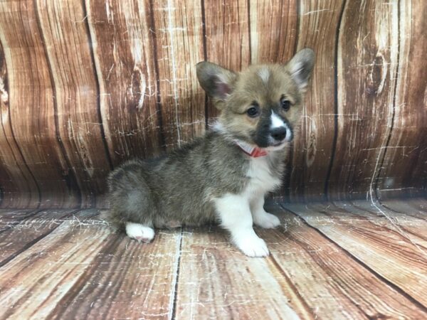 Pembroke Welsh Corgi-DOG-Female-Red-23441-Petland Scottsdale, Arizona