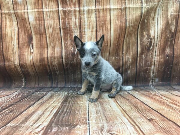Australian Cattle Dog-DOG-Male-Blue-23438-Petland Scottsdale, Arizona