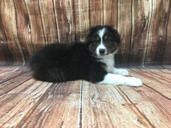 Australian Shepherd-DOG-Male-Black and White-23425-Petland Scottsdale, Arizona