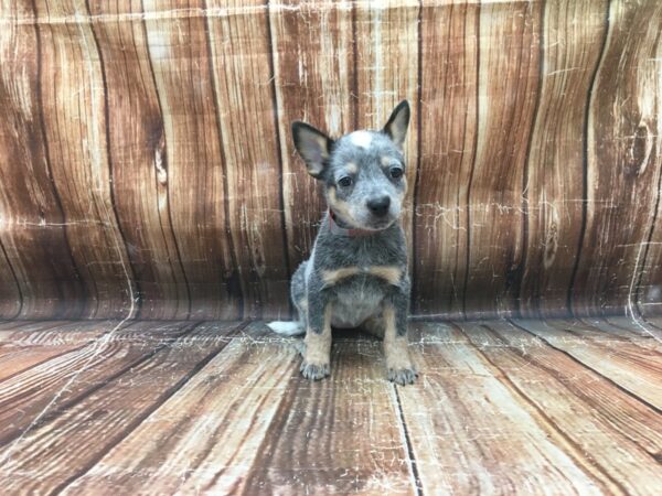 Australian Cattle Dog-DOG-Female-Blue-23437-Petland Scottsdale, Arizona
