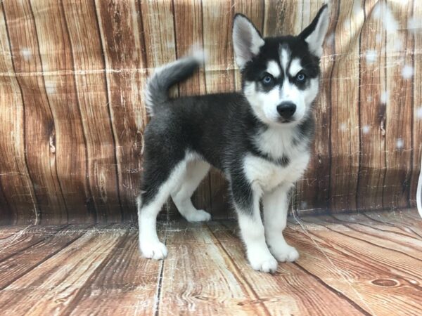 Siberian Husky-DOG-Male-Black and White-23432-Petland Scottsdale, Arizona