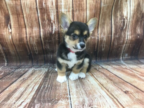 Pembroke Welsh Corgi-DOG-Female-Black and Tan-23430-Petland Scottsdale, Arizona