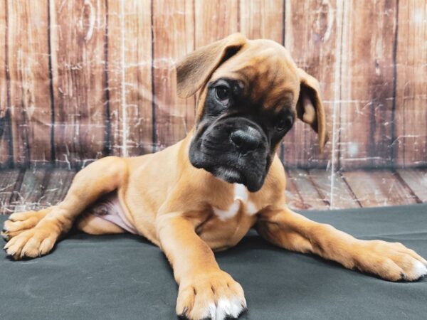 Boxer-DOG-Male-Fawn-23440-Petland Scottsdale, Arizona