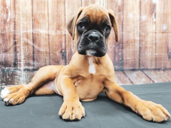 Boxer-DOG-Female-Fawn-23439-Petland Scottsdale, Arizona