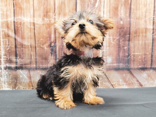 Yorkshire Terrier DOG Female Black / Tan 23446 Petland Scottsdale, Arizona