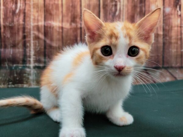 Domestic Cat-CAT-Female-White-23472-Petland Scottsdale, Arizona