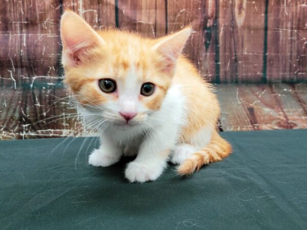 Domestic Cat-CAT-Female-White-23471-Petland Scottsdale, Arizona