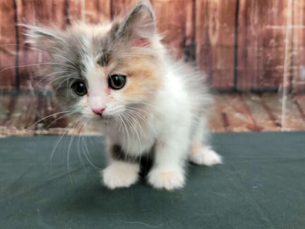 Domestic Cat-CAT-Female-White / Gray-23473-Petland Scottsdale, Arizona