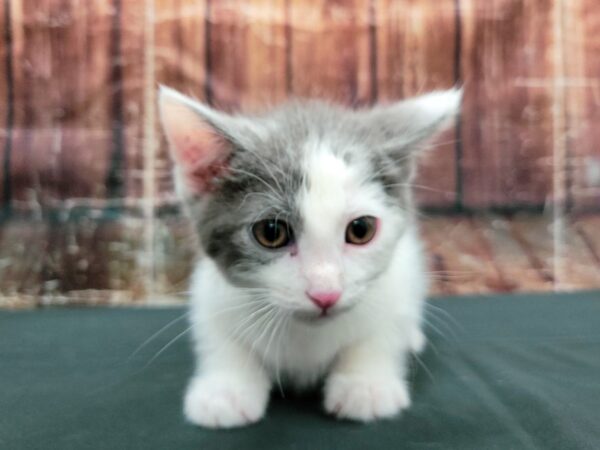 Domestic Cat-CAT-Male-White / Gray-23475-Petland Scottsdale, Arizona