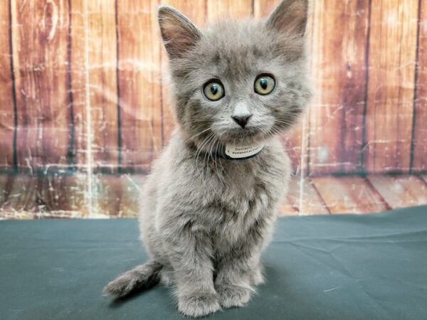 Domestic Cat-CAT-Male-Gray-23476-Petland Scottsdale, Arizona