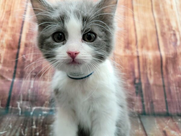 Domestic Cat-CAT-Male-Gray / White-23474-Petland Scottsdale, Arizona