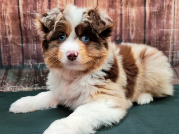 Miniature Australian Shepherd/Toy Australian Shepherd-DOG-Male-Red Merle-23461-Petland Scottsdale, Arizona