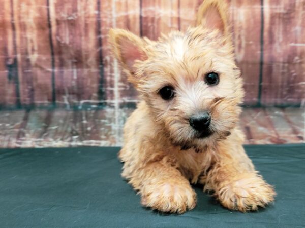 Cairn Terrier-DOG-Female-Wheaten-23462-Petland Scottsdale, Arizona