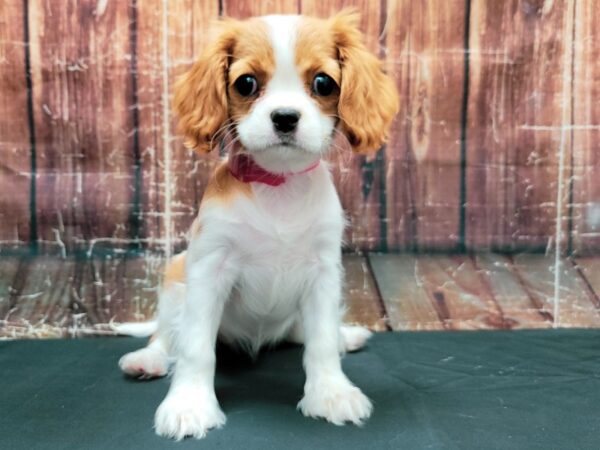 Cavalier King Charles Spaniel-DOG-Female-Blenheim / White-23464-Petland Scottsdale, Arizona