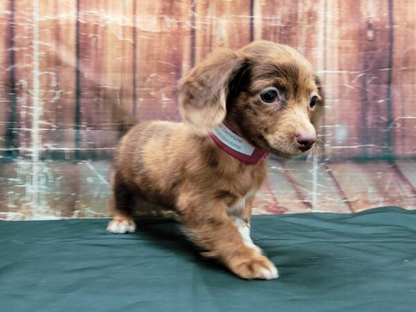 Dachshund-DOG-Female-Chocolate / Tan-23466-Petland Scottsdale, Arizona