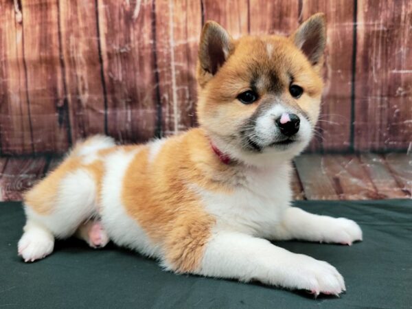 Shiba Inu-DOG-Female-Red Sesame-23467-Petland Scottsdale, Arizona