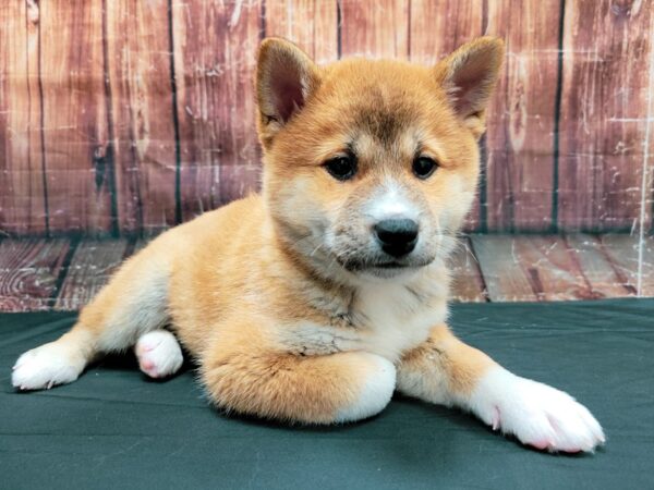 Shiba Inu-DOG-Male-Red Sesame-23468-Petland Scottsdale, Arizona