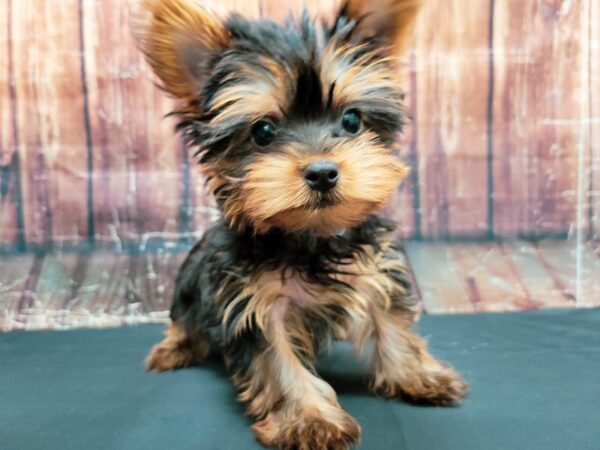 Yorkshire Terrier-DOG-Male-Black / Tan-23470-Petland Scottsdale, Arizona