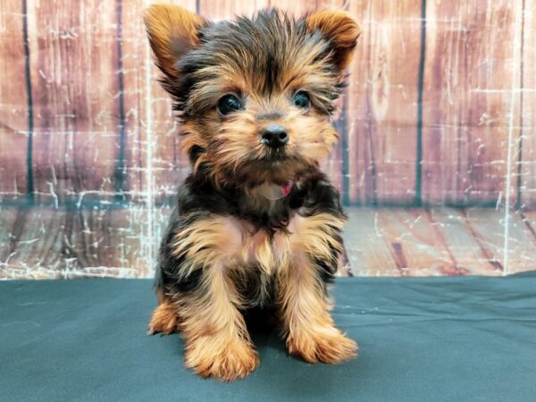 Yorkshire Terrier-DOG-Female-Black / Tan-23469-Petland Scottsdale, Arizona